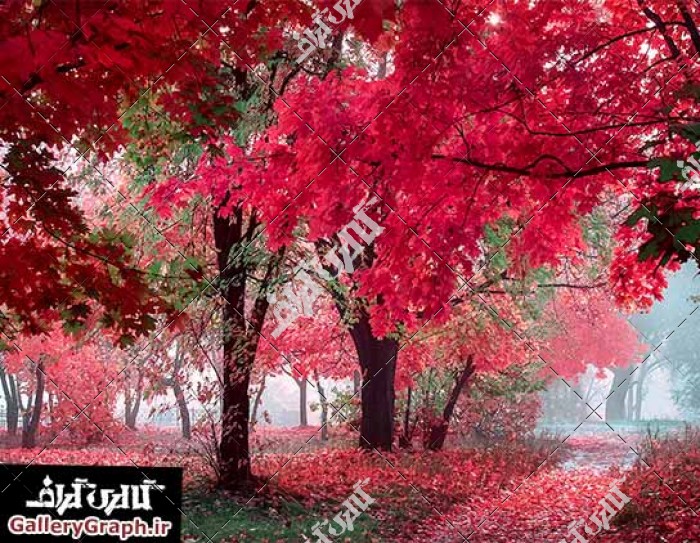 تصویر باکیفیت باغ و درختان رنگی