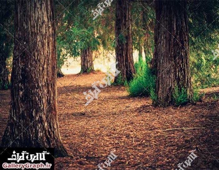 تصویر باکیفیت جنگل و طبیعت