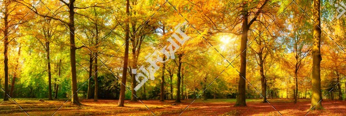 عکس جنگل پاییزی و زرد