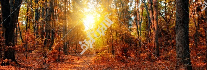 عکس پانوراما خورشید در جنگل پاییزی
