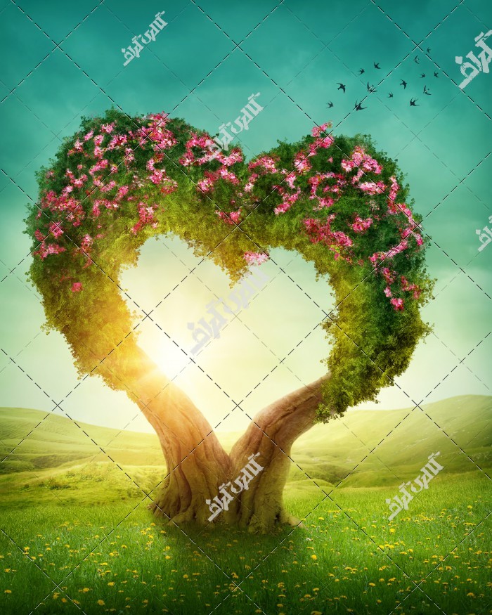 عکس درخت عشق به شکل قلب عاشقانه
