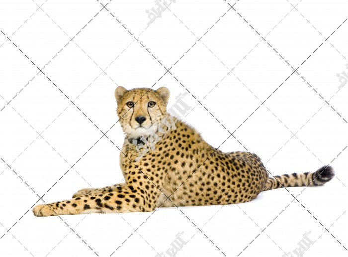 عکس چیتا در بک گراند سفید