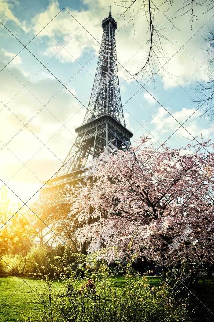 عکس برج ایفل و درخت پر از شکوفه در بهار