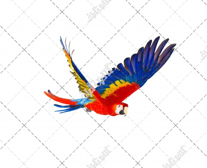 عکس طوطی رنگی در حال پرواز