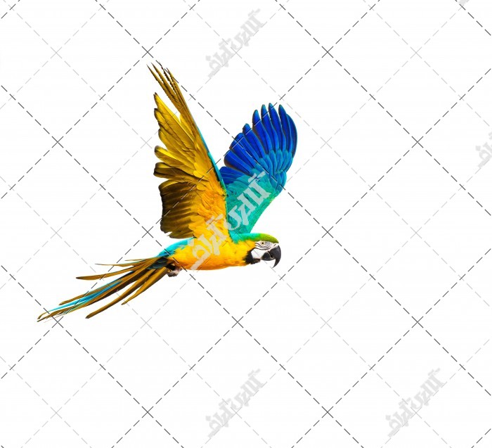 عکس طوطی رنگارنگ در حال پرواز