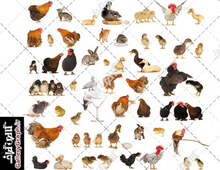 تصاویر باکیفیت تمامی حیوانات خانگی، مرغ خروس جوجه اردک خرگوش گربه