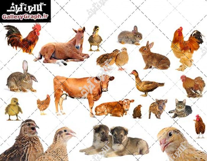 تصاویر باکیفیت مجموعه حیوانات اهلی، مرغ خروس جوجه اردک خرگوش گربه بلدرچین  خوک