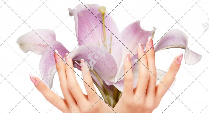عکس گل یاسمنی با دست های زن