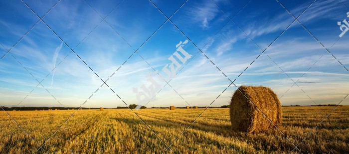 عکس درو کردن گندم در عصر پاییزی