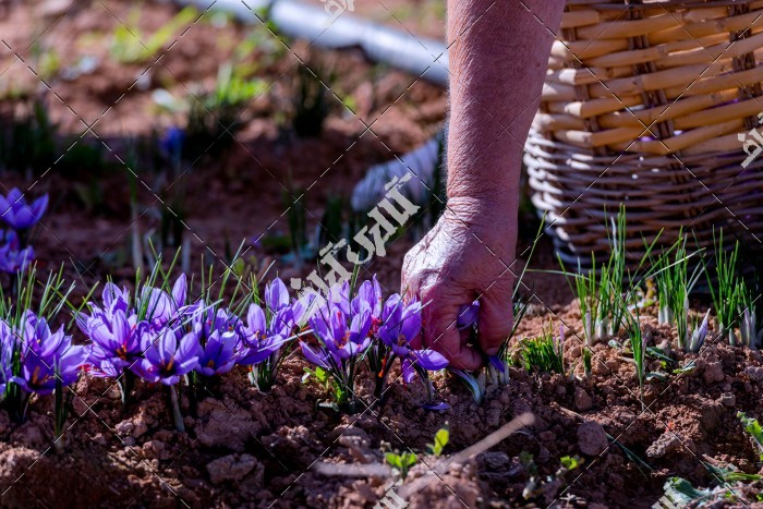 عکس چیدن گل های زعفران