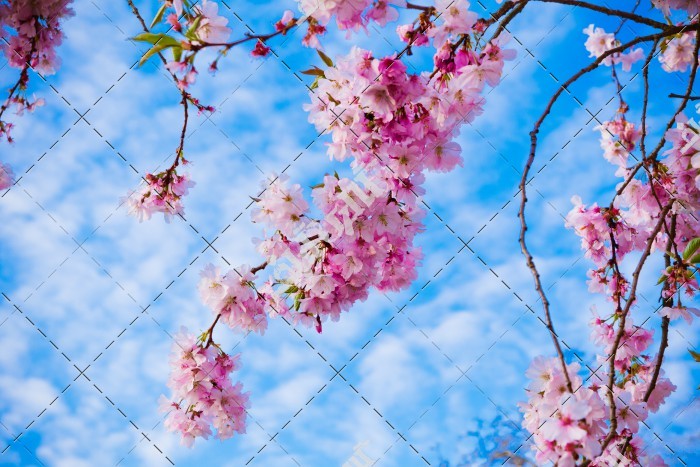عکس شکوفه های صورتی درخت بهاری