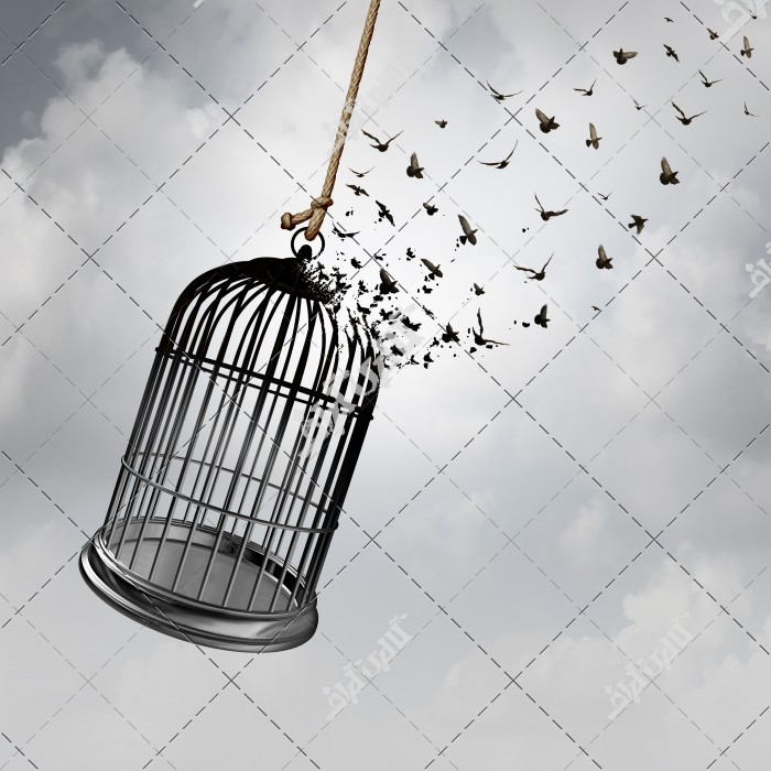 عکس لحظه آزاد شدن پرندگان از قفس
