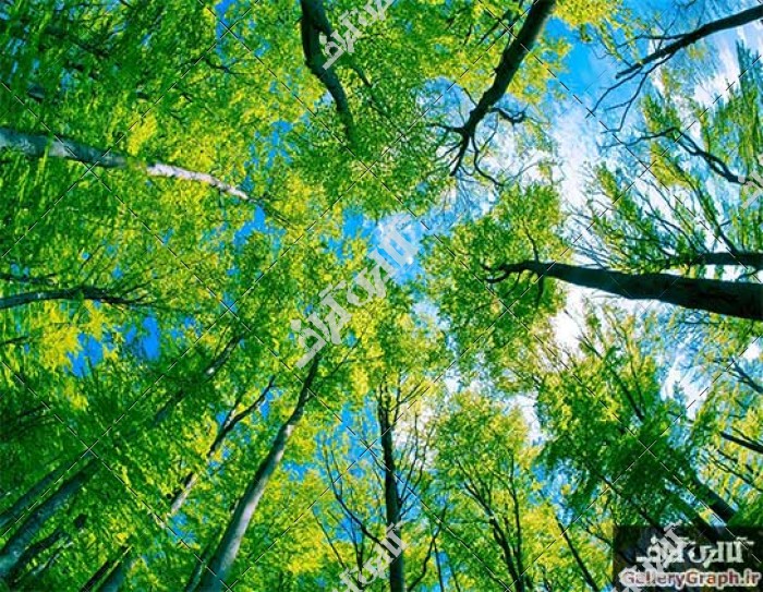 تصویر باکیفیت درختان سرسبز از نمای پایین