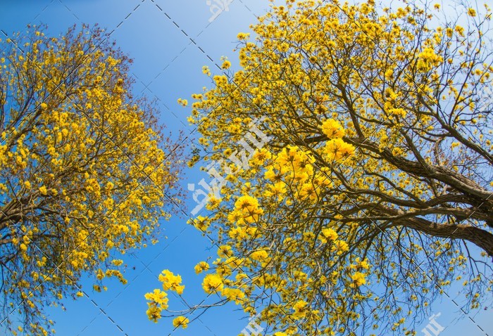عکس شکوفه های زرد درختان