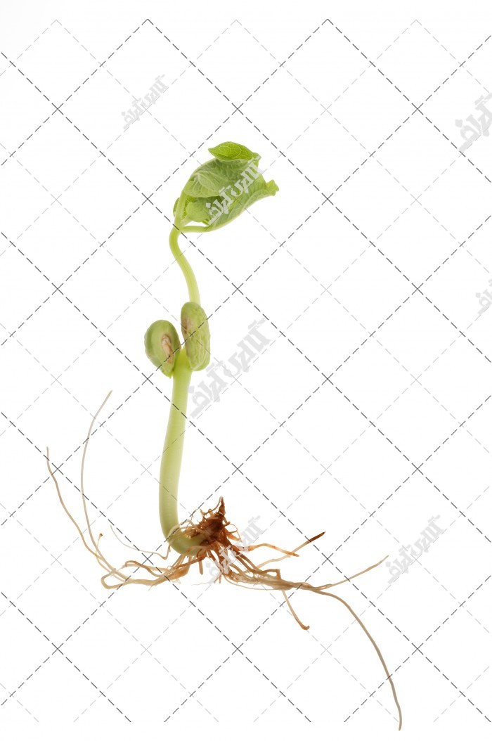عکس جوانه زدن دانه گیاهی