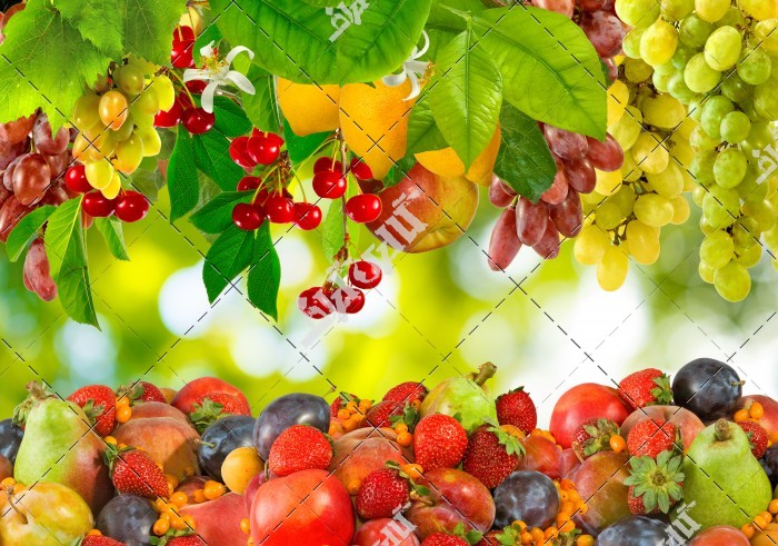 عکس زیبا انواه میوه و  میوه درختان