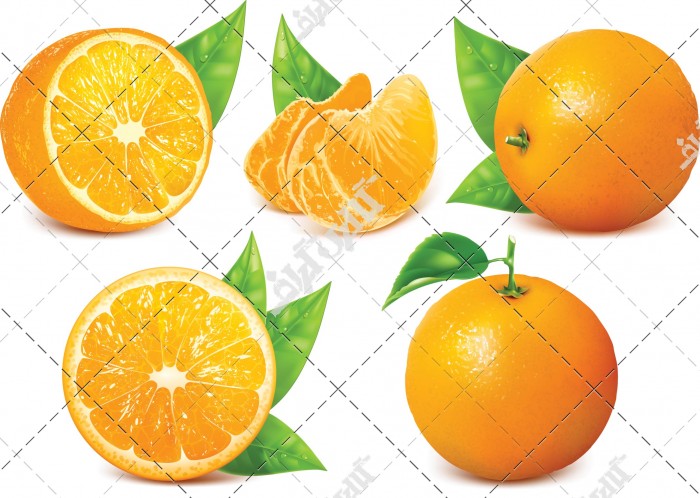 وکتور پرتقال های قاچ شده