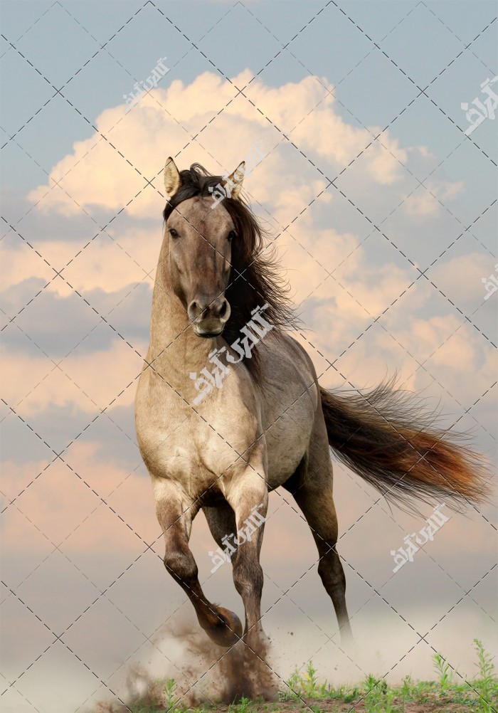 عکس اسب با یال و دم بلند و زیبا