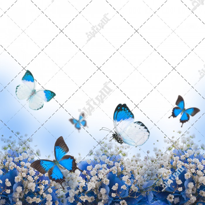 پروانه های سفید و آبی در دشت گل های آبی