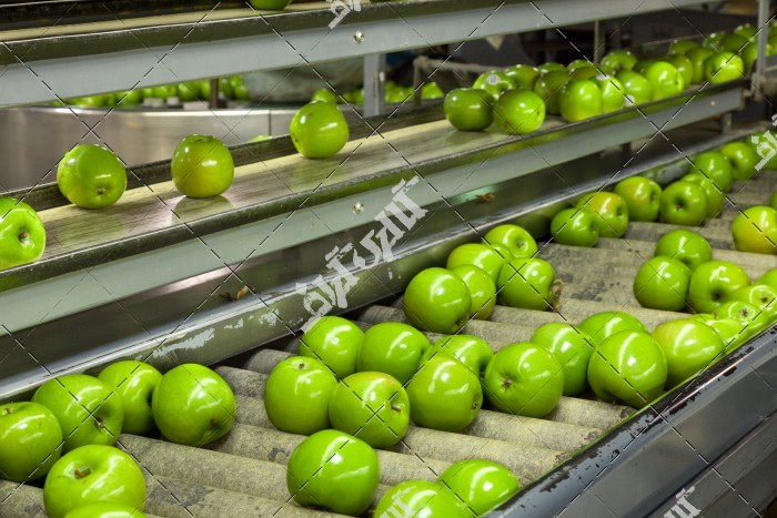 سیب سبز در کارخانه بسته بندی میوه