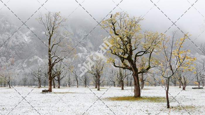 عکس درخت در فصل زمستان
