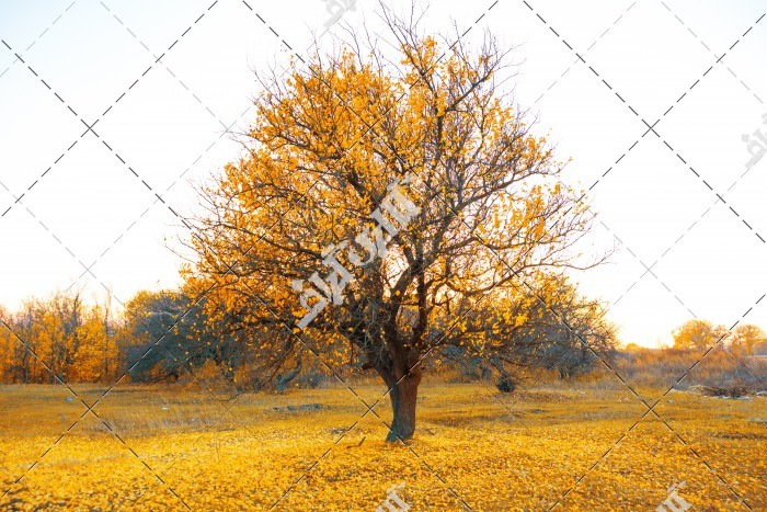 تک درخت پاییزی در پاییز