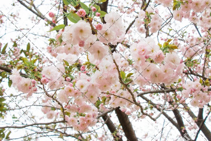 شکوفه های سفید و صورتی بهاری