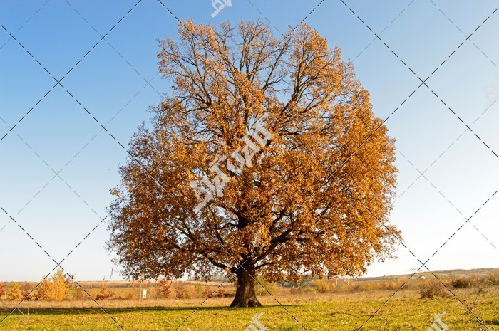 درخت پاییزی