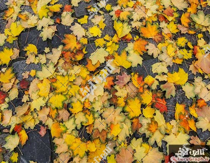تصویر باکیفیت برگ های زرد پاییزی