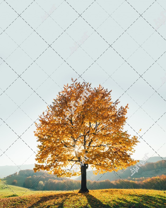 عکس تک درخت پاییزی