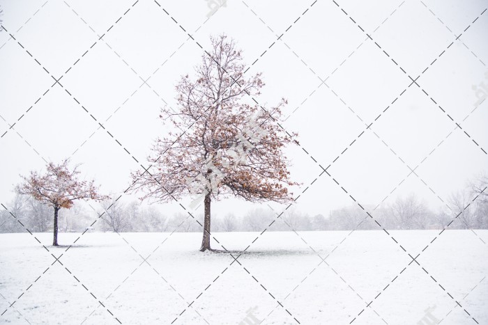 درخت زمستانی در روز برفی