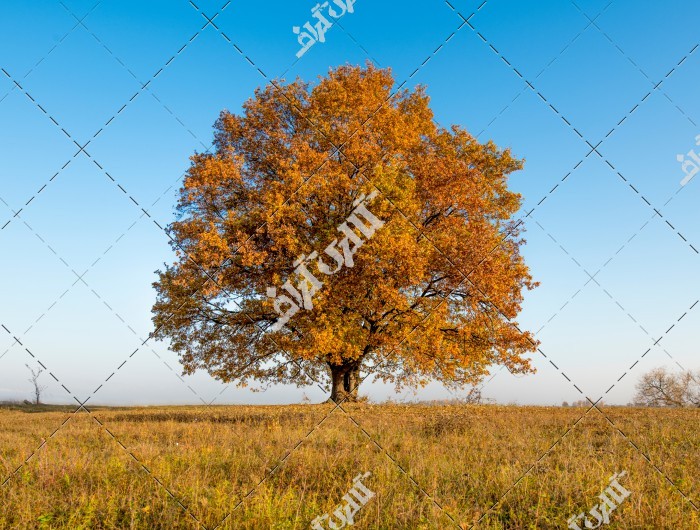 عکس تک درخت بزرگ پاییز