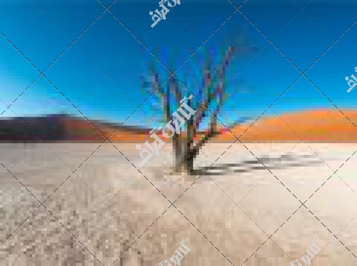 تک درخت خشکیده در بیابان