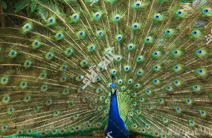 عکس  پر های طاووس