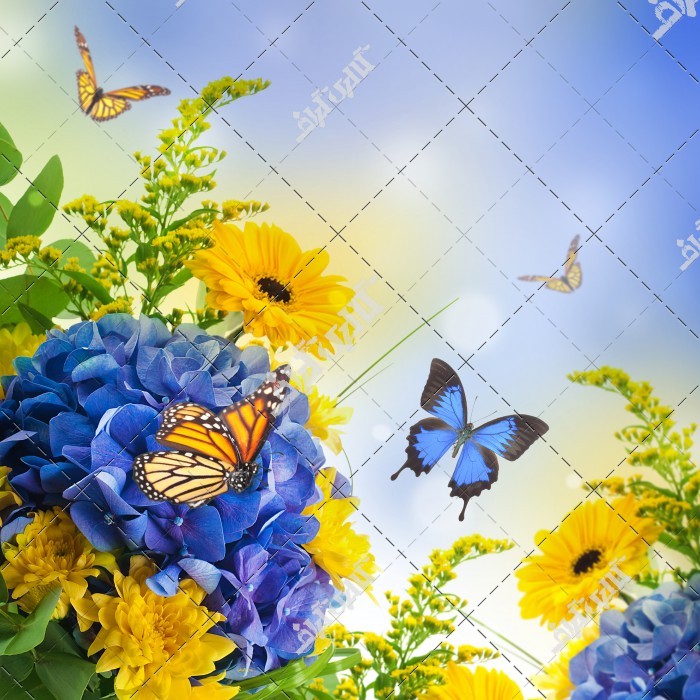 عکس گل و پروانه و منظره بهاری زیبا