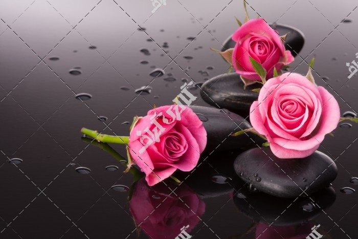 عکس گل های رز صورتی روی شیشه
