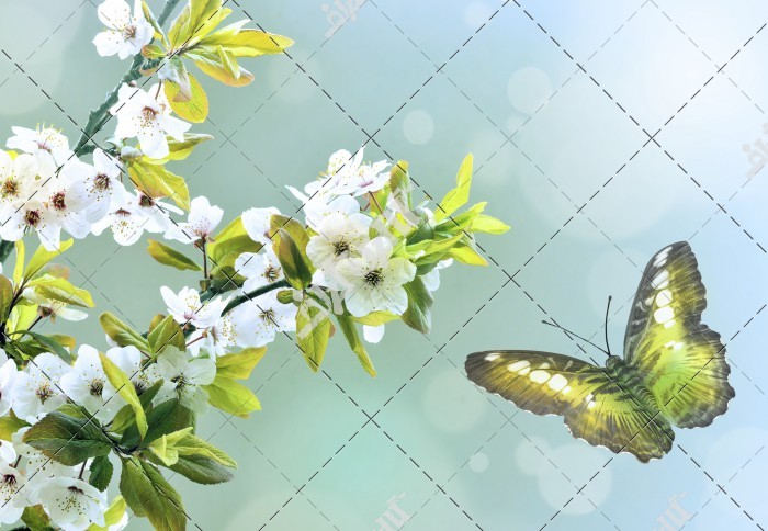 عکس شکوفه سفید و پروانه