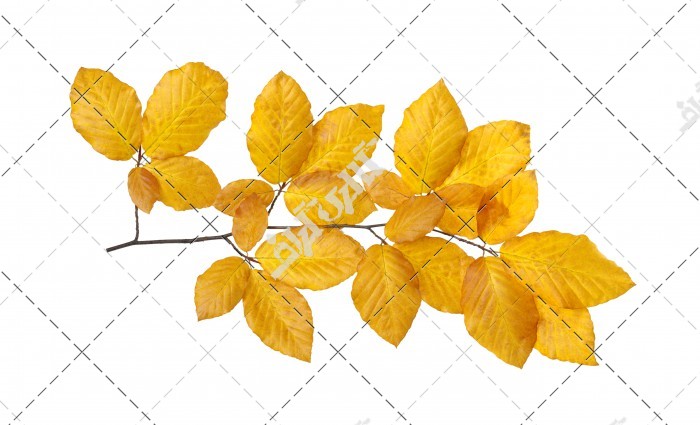 عکس شاخه برگ زرد پاییزی