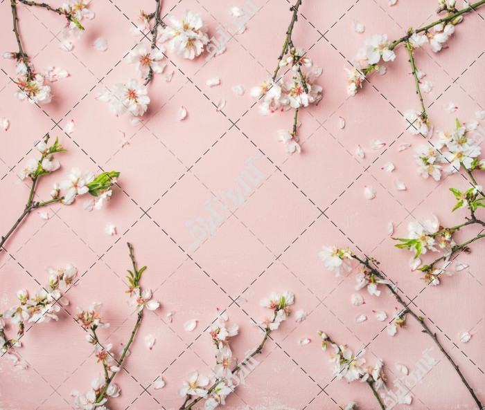 عکس شاخه شکوفه های سفید در پس زمینه صورتی