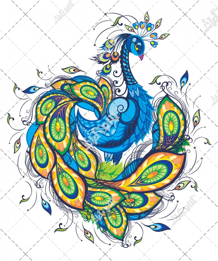 وکتور طاووس زیبا و پر طاووس