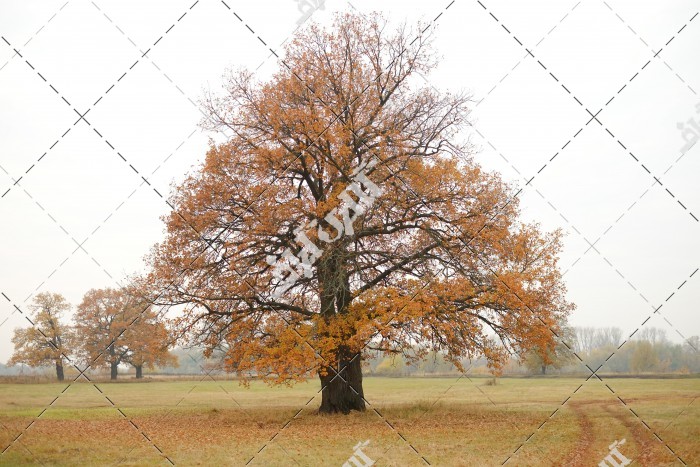 عکس درخت پاییزی و تقویم
