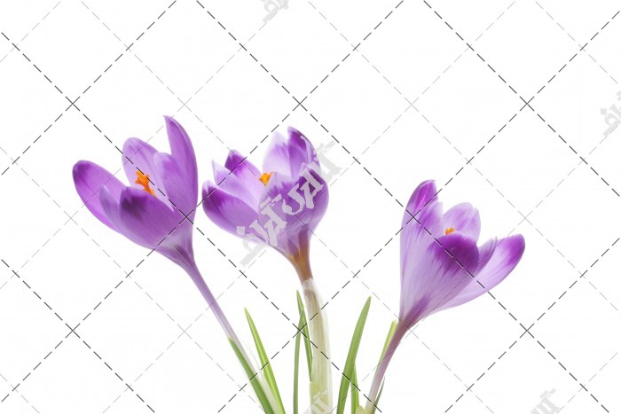 تصویر گل زعفران