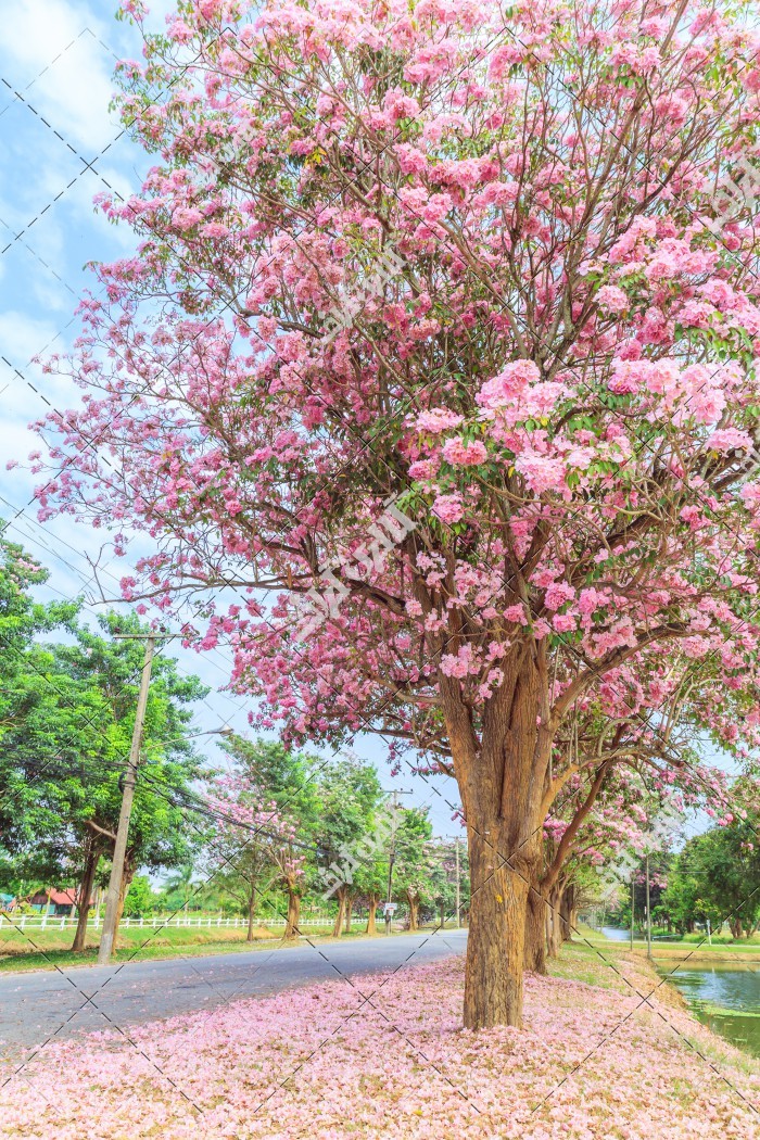 عکس شکوفه و گل های صورتی درخت بهاری