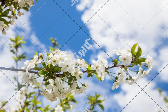 عکس شکوفه های سفید بهاری درخت