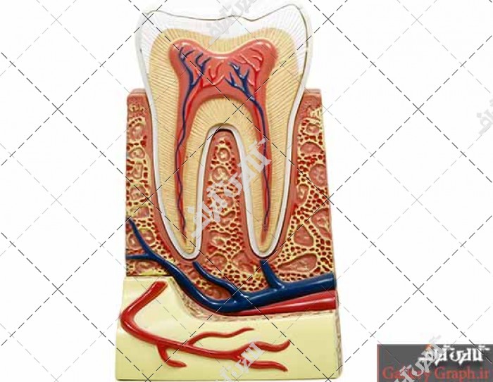 تصویر باکیفیت عصب و ریشه های دندان