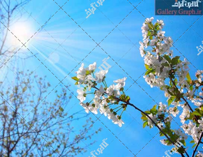تصویر باکیفیت شکوفه های درخت گیلاس