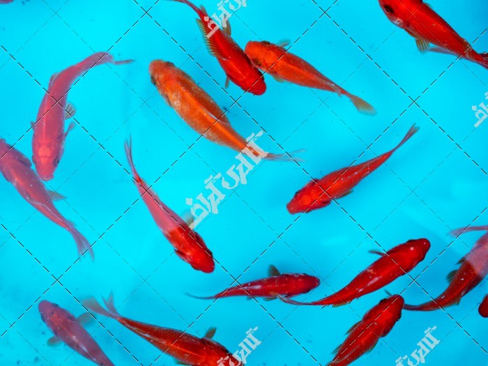 دانلود تصویر با کیفت ماهی قرمز