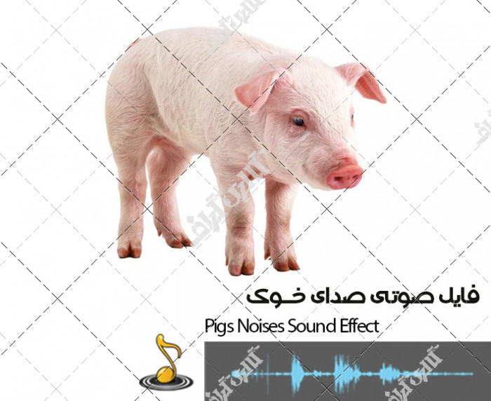 دانلود فایل صوتی صدای خوک