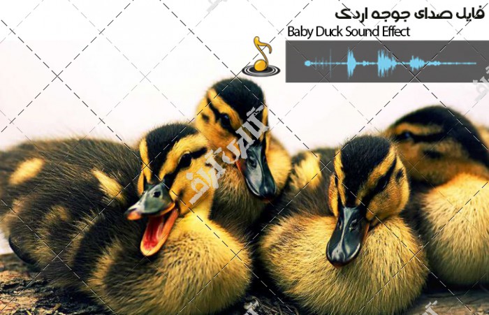 دانلود فایل صوتی صدای جوجه اردک