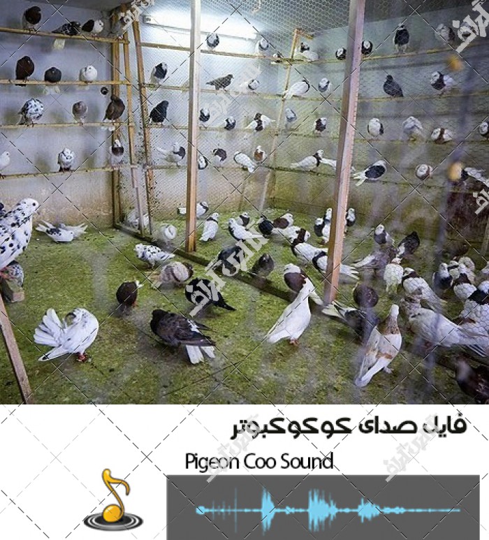 دانلود فایل صوتی صدای کو کو کردن کبوتر